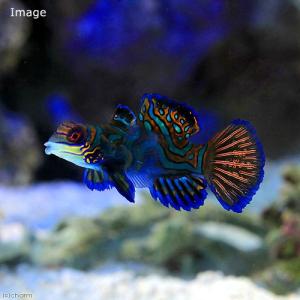 （海水魚）マンダリン　メス（１匹）