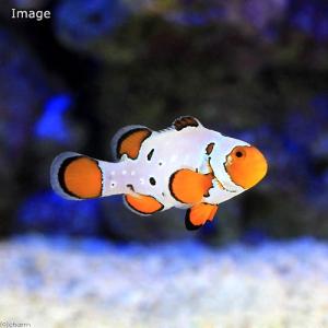 海水魚 スノーフレークオセラリスの商品一覧 通販 Yahoo ショッピング