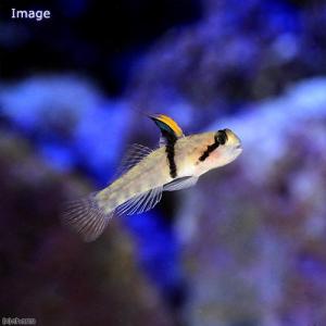 海水魚 サンゴ 水生生物 ランキングtop38 人気売れ筋ランキング Yahoo ショッピング