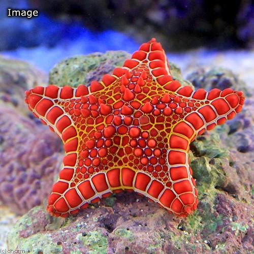 （海水魚）ヒトデ　チェリーブリックドビスケットスター（１匹）　北海道・九州航空便要保温