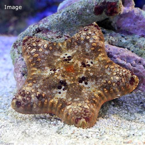 （海水魚）ヒトデ　ビスケットスター　ミックスカラー（１匹）　北海道・九州航空便要保温