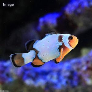 海水魚）ブラックスノーフレークオセラリス Mサイズ（ブリード）（1