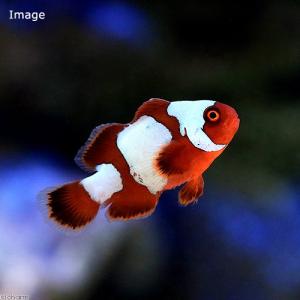 海水魚 スノーフレークオセラリスの商品一覧 通販 Yahoo ショッピング