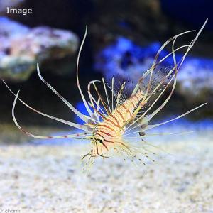 海水魚 ミノカサゴ ペット用品 生き物 の商品一覧 通販 Yahoo ショッピング