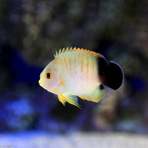 （海水魚）ヤッコ　エイブリーエンゼル　Ｓサイズ（１匹）