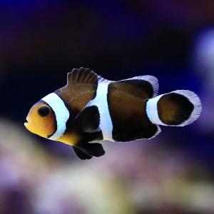 (海水魚)ブラックオセラリス(ブリード)(1匹...の詳細画像1