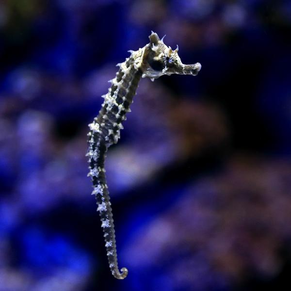 （海水魚）ラインドシーホース　ブラック（ブリード）（１匹）　北海道・九州航空便要保温