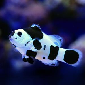 海水魚）ロングフィンブラックオセラリス（ブリード）（1匹） 北海道