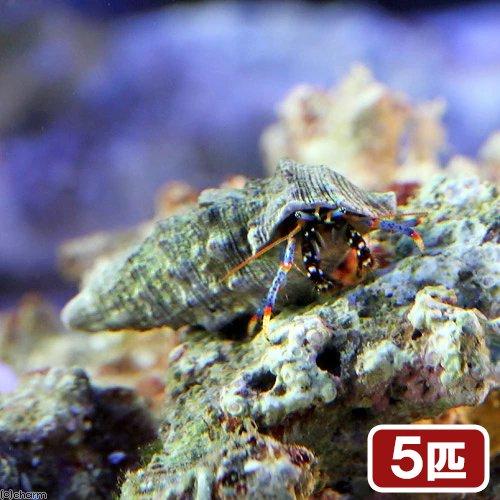 （海水魚）ヤドカリ　ホワイトブルーレッグハーミットクラブ（５匹）