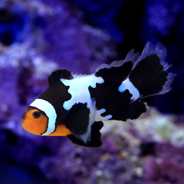 （海水魚）ロングフィンブラックスノーフレークオセラリス（ブリード）（１匹）