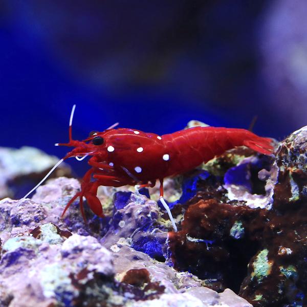 （海水魚）エビ　太平洋型　ホワイトソックスシュリンプ　Ｂ品（１匹）　北海道・九州航空便要保温