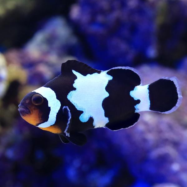 （海水魚）ブラックスノーフレークオセラリス　Ｍサイズ（ブリード）（１匹）