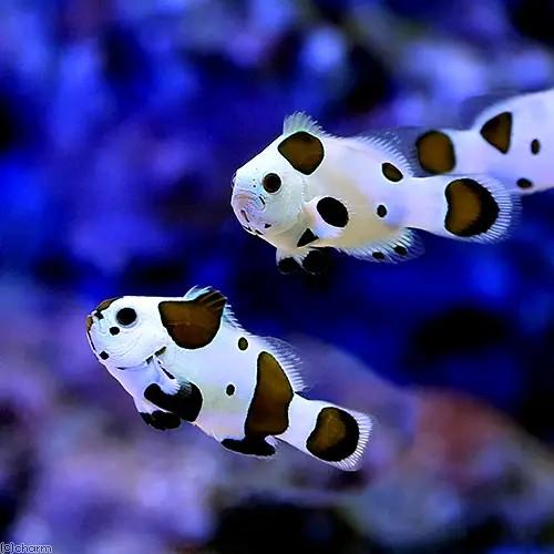 （海水魚）ブラックストームオセラリス　ペアリングチャレンジセット（ブリード）（１セット）