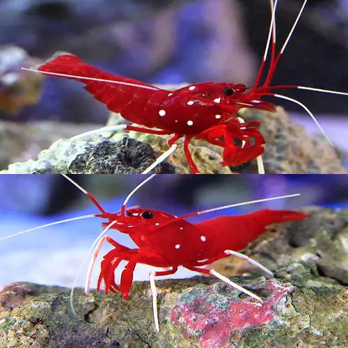 （海水魚）エビ　人気シュリンプセットＢ（スリランカ産ホワイトソックス１匹＋太平洋型ホワイトソックス１...