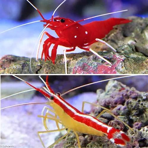 （海水魚）エビ　人気シュリンプセットＡ（スリランカ産ホワイトソックス１匹＋スカンクシュリンプＭサイズ...