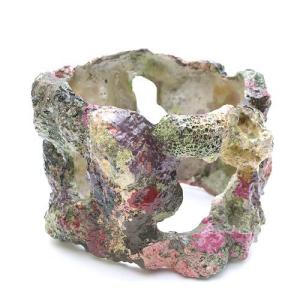 極上ライブロック 現物セット 4kg 極上ライブロック 現物セット 4kg