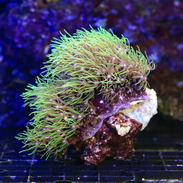 （サンゴ）沖縄産　スターポリプｓｐ．　グリーン　Ｓサイズ（１個）