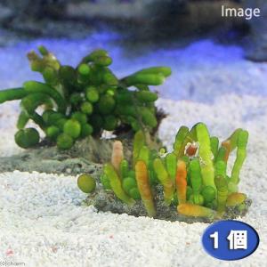 （海水魚）海藻　ナガミズタマ　（１個）