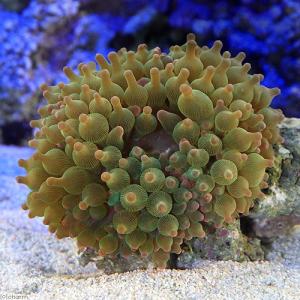 サンゴイソギンチャク グリーン Lサイズ無脊椎動物