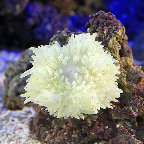 （海水魚）シライトイソギンチャク　Ｓサイズ（１匹）無脊椎動物