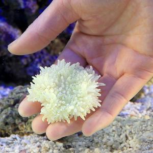 (海水魚)シライトイソギンチャク Sサイズ(1...の詳細画像2
