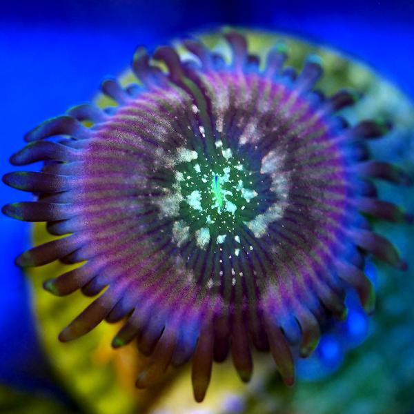 （サンゴ）マメスナギンチャク　ブルーアガベピープルイーター　プラグ付き（１個）　　北海道・九州航空便...