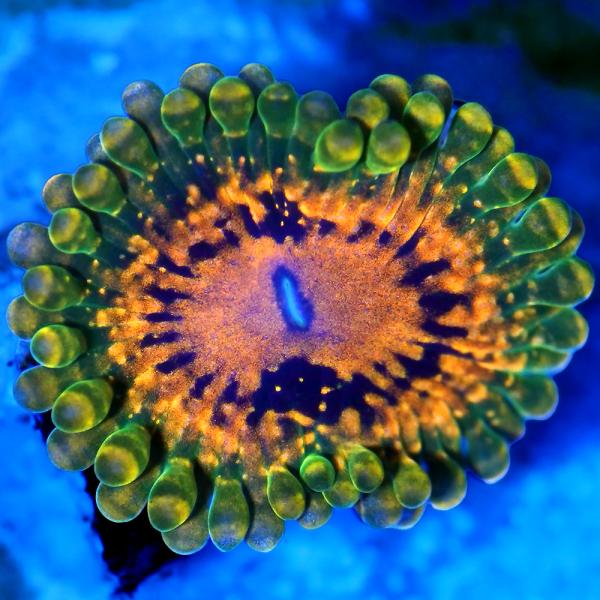 （サンゴ）マメスナギンチャク　グランドマスタークラカトア　プラグ付き（１個）　北海道・九州航空便要保...