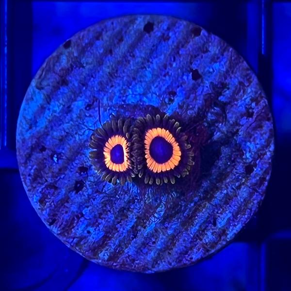 （サンゴ）マメスナギンチャク　イーグルアイ　プラグ付き（１個）