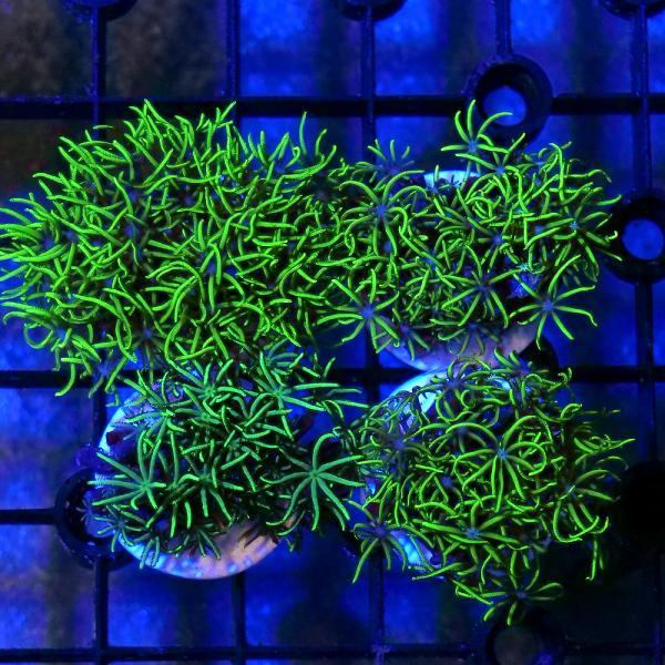 （サンゴ）スターポリプｓｐ．　メタリックグリーン　プラグ付き（１個）　ｙ−３３　北海道・九州航空便要...