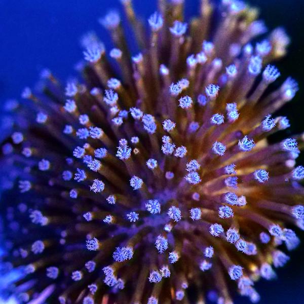 （サンゴ）沖縄産　ウミキノコ　ロングポリプ　ポリカプラグＭ（１個）ｗ‐９０　北海道・九州航空便要保温