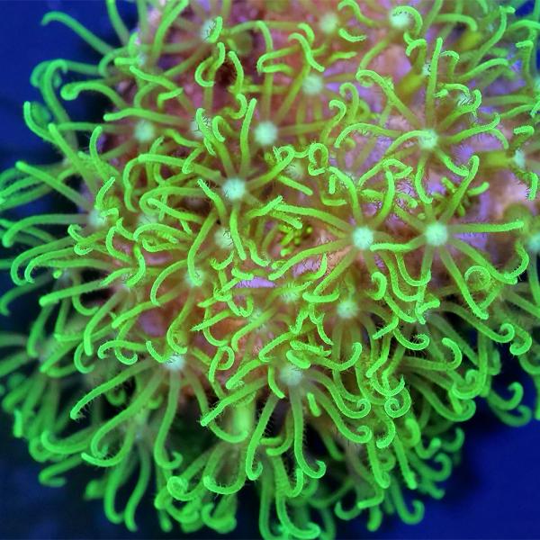 （サンゴ）スターポリプ　グリーン　ポリカプラグＭ（１個）ｗ‐２２　北海道・九州航空便要保温