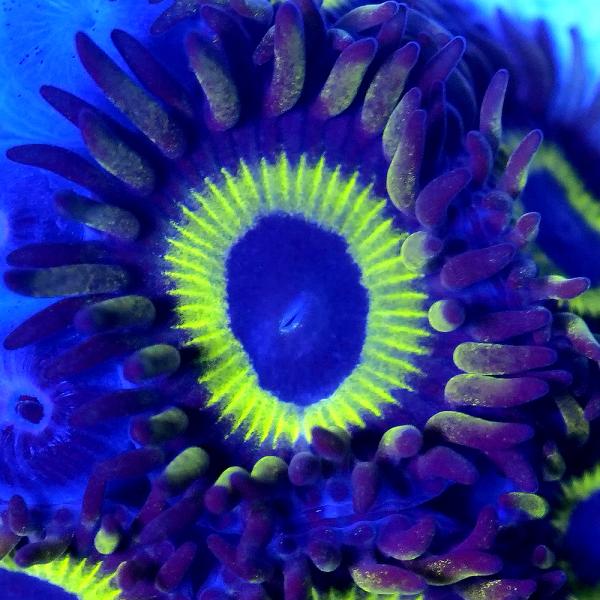 （サンゴ）フラグサンゴ　キクメマメスナギンチャク　ゴールドラッシュ　Ｍサイズポリカプラグ付き（１個）...