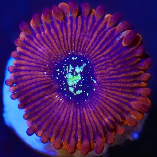 （サンゴ）マメスナギンチャク　マイクロコズムレッド　ポリカプラグＳ（１個）ｗ‐３１