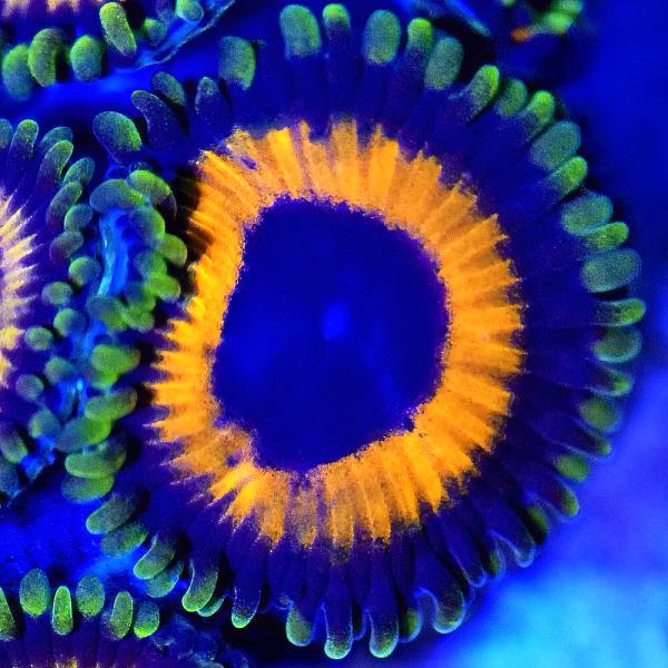 （サンゴ）マメスナギンチャク　ブライトアイズ　オレンジ　ポリカプラグＭ（１個）ｗ‐４０　北海道航空便...
