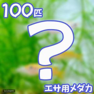 （めだか）死着保証あり　生餌　エサ用メダカ（１００匹）　活餌