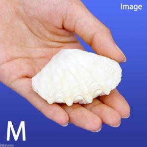 貝殻　シェルコレクション　シャコガイ　ミックス　Ｍサイズ（１組）（形状お任せ）　オカヤドカリ食器｜chanet