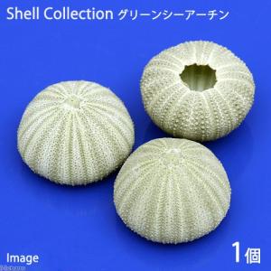 貝殻　シェルコレクション　グリーンシーアーチン　１個　形状お任せ｜chanet