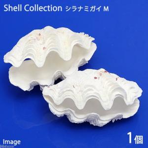 貝殻 シェルコレクション クレナイガンセキボラ（1個） : チャーム