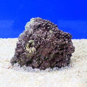 チャーム（charm） （海水魚）ライブロック EXSグレード レッド