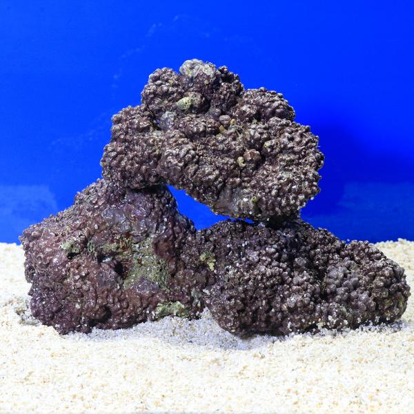 （海水魚）ライブロック　ＥＸＳグレード　パープルロック　Ｓサイズ　１ｋｇ（形状お任せ）　北海道・九州...