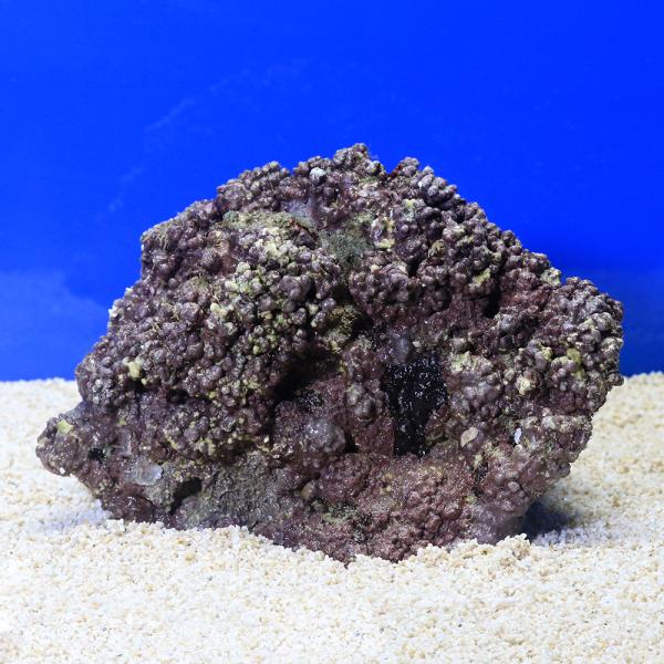 （海水魚）ライブロック　ＥＸＳグレード　パープルロック　Ｍサイズ　１個（形状お任せ）　北海道・九州航...