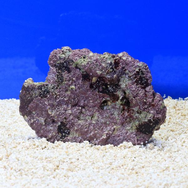 （海水魚）ライブロック　プレート状　ＳＳサイズ（１個）（形状お任せ）　北海道・九州航空便要保温