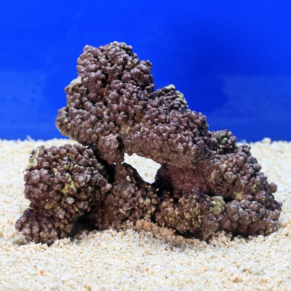 （海水魚）ライブロック　ＥＸＳグレード　パープルロック　ＳＳサイズ　３００ｇ（形状お任せ）　北海道・...