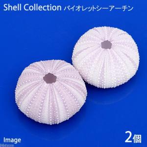 貝殻 シェルコレクション バイオレットシーアーチン 2個 形状おまかせ