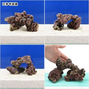 (海水魚)Sグレードライブロック SSサイズ(...の詳細画像4