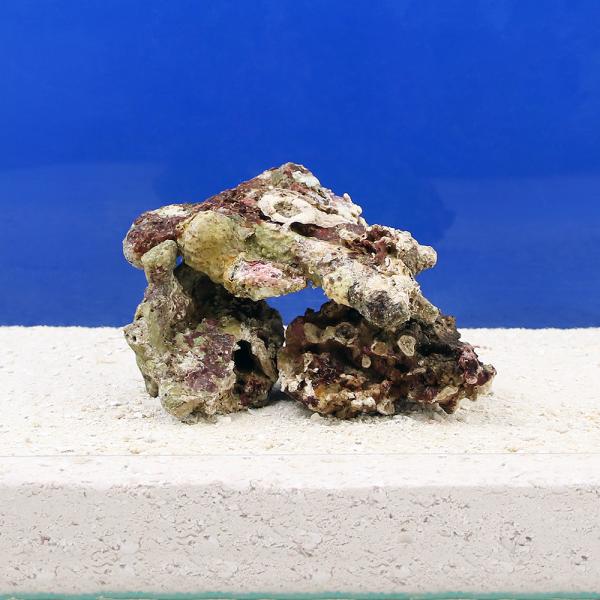 （海水魚）Ｂグレードライブロック　ＳＳサイズ（３００ｇ）（形状お任せ）　北海道・九州航空便要保温