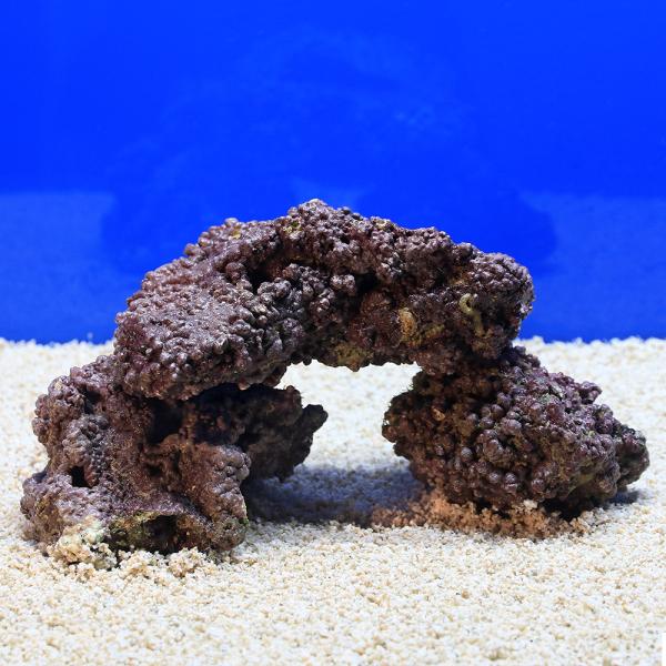 （海水魚）ＥＸグレードライブロック　パープルロック　ＳＳ−Ｓサイズミックス（１ｋｇ）（形状お任せ）　...