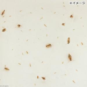 (生餌)死着保証あり オオミジンコ入り飼育水(...の詳細画像1