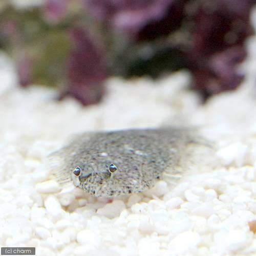 （海水魚）ヒラメ　ベビー（ブリード）（１匹）　北海道・九州航空便要保温