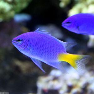 (海水魚)シリキルリスズメダイ(1匹) 北海道・...の商品画像